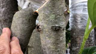 柿子樹的窗口嫁接和管理。Persimmon tree grafted with window contact