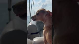 Slabby the once #homeless #dog riding the ocean