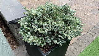 Dwarf Conifers in Containers - Spring 2020 Progression