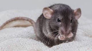 Rat sounds Effect | Rat Sounds To Attract Rats | Rat Calling