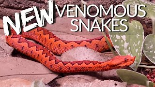 New VENOMOUS Snakes! | Deadly African Vipers | Primitive Predators