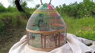 Training of black francolin Kala teetar ki awaz black francolin voice