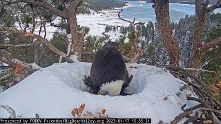 Shadow incubating for a long time 🪺 View on the eggs 🥚🥚 Jackie back for the night  🌙 1/17/2023