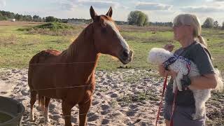 Cute Farm Animals