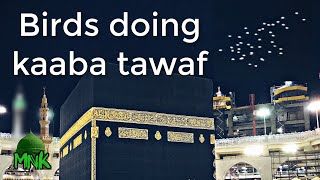 Birds Doing Tawaf around the Kaaba Makkah Saudi Arabia