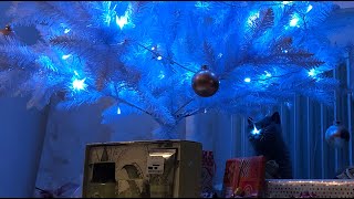 The cat tastes the Christmas tree