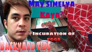 Backyard tips | Incubation of Eggs | Edgar and Jeffarah