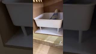 parrot review