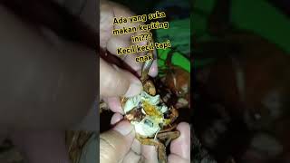 kepiting mini