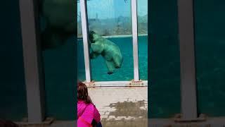 Polar Bear Very Cute!! Eating a Fish! Aquarium Quebec