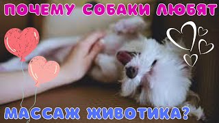 🐕📝🐾 Почему собаки любят массаж живота?