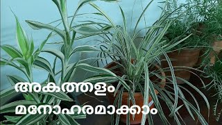 10 easy growing white & green veriegated plants | എളുപ്പത്തിൽ വളർത്താവുന്ന 10 കളർഫുൽ ചെടികൾ