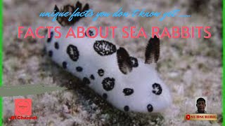 5 Interesting Facts About Sea Rabbits, Unique facts you don't know yet…