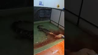 Alligator Feeding #shorts #animals #funny