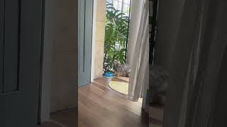 ANOTHER CAT COMES FOR FOOD !! #shortsfeed #shortsbeta #shortsvideo #shorts #shortsviral