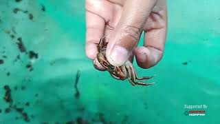 PETUALANG CILIK -  MENCARI UDANG DAN KEPITING DI SUNGAI