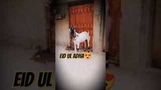 qurbani ke pyare janwar ❤️😍