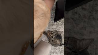 Cat tries to understand puppy #funnycat #cutecatshorts #funnypets #funnyanimalvideos