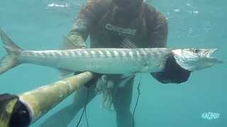 Pesca Sub: Barracuda e coppiola di Mormore, 15 Maggio 2013.