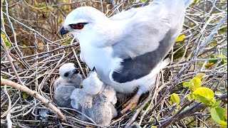 Female Bird Call For Male Bird