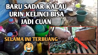 BARU SADAR URIN KELINCI BISA JADI CUAN