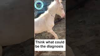 What Is Your Diagnosis In This Colt I Learn Clinical Diagnosis With GNP Sir I Shorts