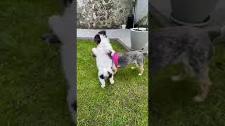 NINA und LENA Mai 2024 #puppy #dogtraining #doglife