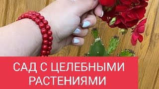 ОГОРОД ВАШЕГО ДОМАШНЕГО ЛЕКАРЯ АПТЕКАРЯ…