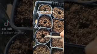 planting rhubarb