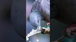 Lovely pigeons 🥰25 April 2024 #birds #pigeon #cute pets#shortsfeed #Viral#youtubeshorts