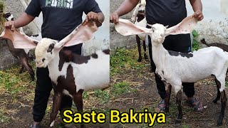 Saste Hyderabadi Bakriya | Pure Breedline Bakriya Chance Mai | Shaheen Nagar |Hyderabad