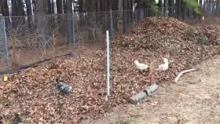 What Every Chicken Wants - A big Pile of Leaves