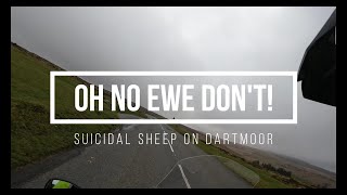 Oh no ewe don't! Suicidal sheep on Dartmoor!