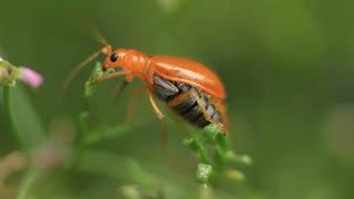 What Does It Mean When You Dream About Insect? - LIQUIDS & SOLIDS SPIRIT