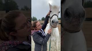 Equina behandeling van Alicia Van Och Poppes “De witte” deel 1 maagmeridiaan