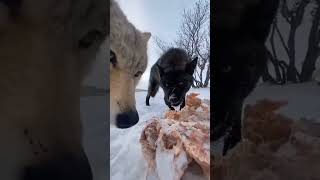 Angry major wolves