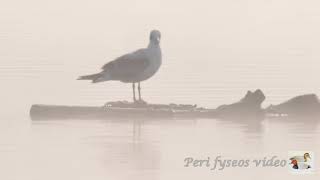 La nebbia sul lago e i suoi animali - The fog on the lake and its animals