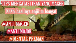 WAJIB TAU 5 cara / tips mengatasi ikan channa maru mager, mojok dan takut sama tangan |channa galak|