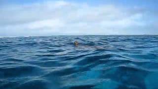 Turtle Breath Very Clear TurtleBay: Great Barrier Reef Snorkeling.AVI