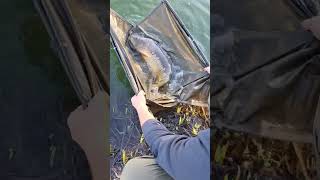 nice carp gets released #fishing #carpy #london #carping #fish #carpworld #carp #bigcarp #shorts