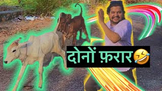 बोलेरो और भीम भाग गये अब क्या करे?😱😱#baawalechorevlogs #dailyvlog #cowvlog #familyvlog #cowlover