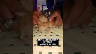 Night rescues at the shelter .. #kitten #puppy #dog #cat #animalrescue #karachi