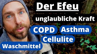 Magischer Efeu bei Asthma, COPD, Cellulite und als Waschmittel verwendbar - und mehr.