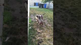 Xxl bully tug of war