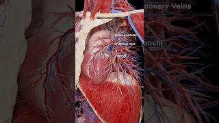 How Do Arteries and Veins Work?