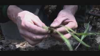 Planting Double & Triple Ramp Bulbs