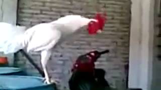 Gallo riendose