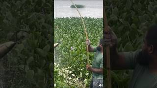 Triple hook fishing | टिग्गी गल से शिकार | #shorts #fishing #fishingvideo