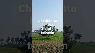 சூப்பர் வியூ | NELLAI TUTICORIN DIST. SCENARY | Shorts| SUPERVIEW OF NELLAI TUTICORIN SCENERAY