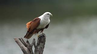 Amazing Sight of Brahminy Kite with fish catch.